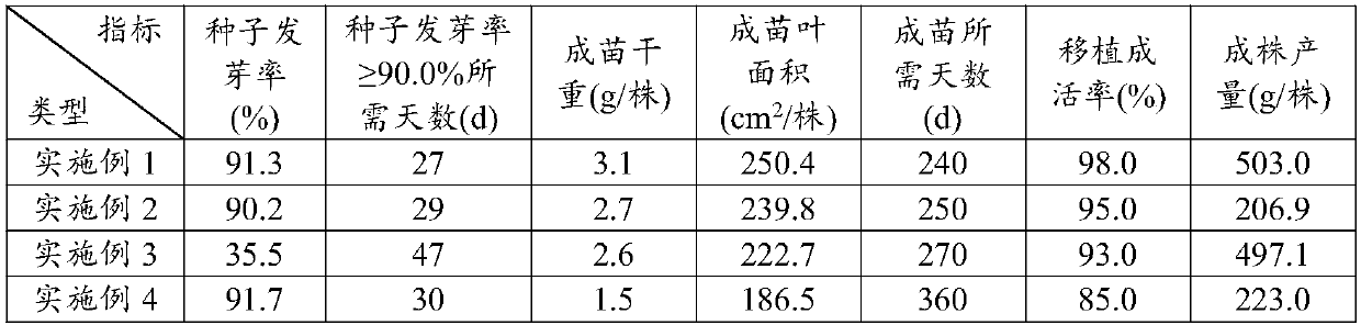 Efficient cultivation method for Amomum tsaoko seeds and seedlings