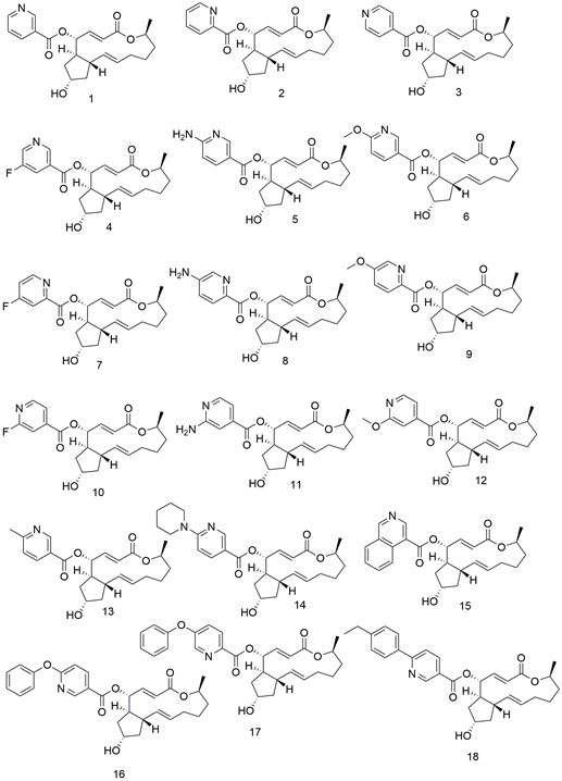 Application of brefeldin A ester derivative in antitumor drug