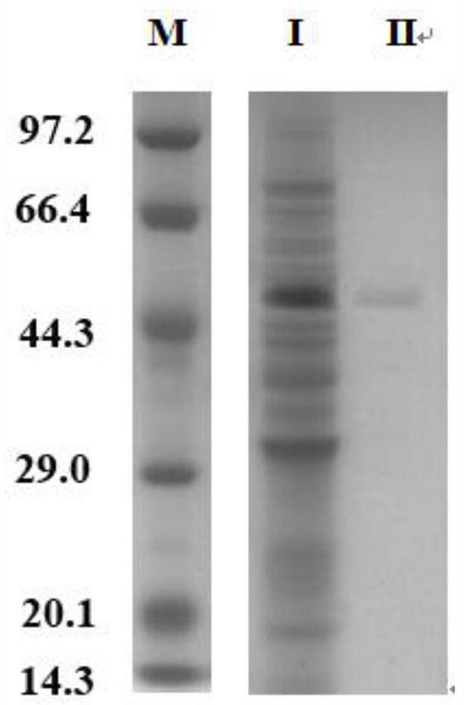 Amidase xam and its encoding gene and application