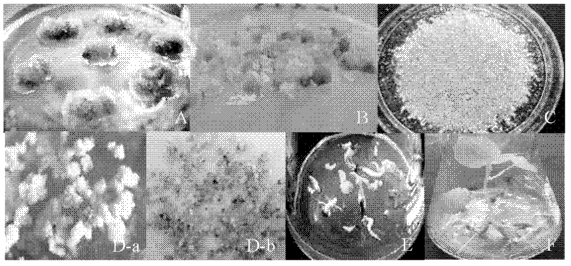 Method for effectively inducing cotton somatic embryo and regenerating plants and culture medium thereof