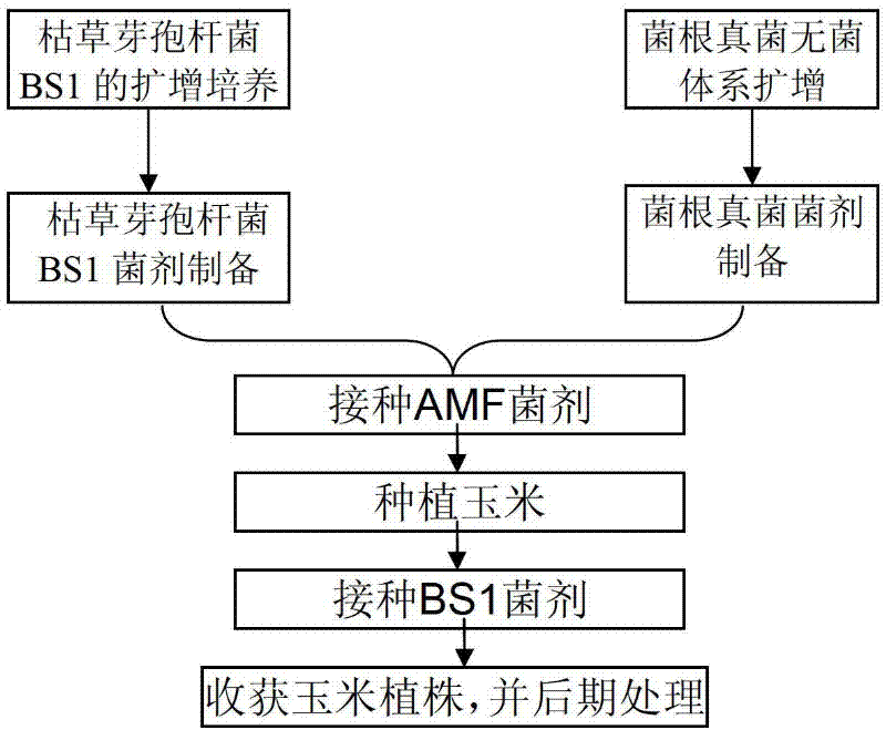 Remediation method of soil polycyclic aromatic hydrocarbon by combining surfactant producing bacteria and mycorrhiza