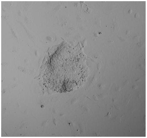 Method for inducing pluripotent stem cells by bovine sertoli cells