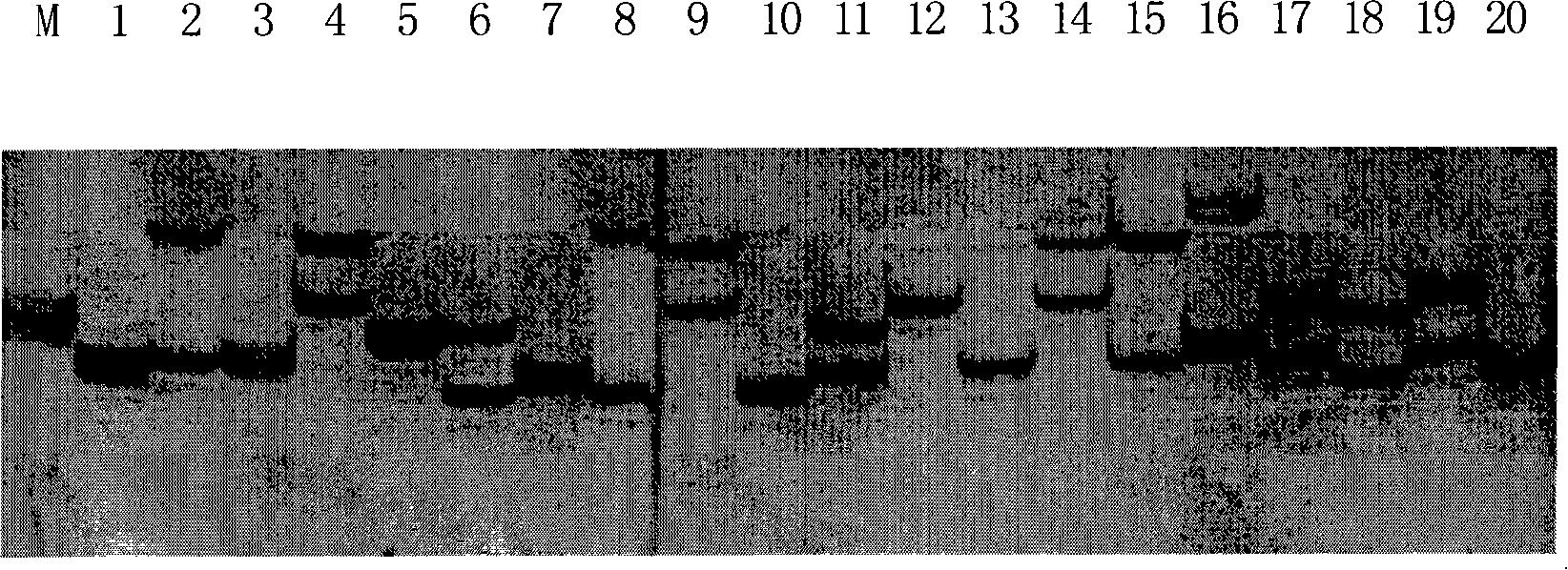 Blue crab ptssr17 microsatellite DNA marker testing technique