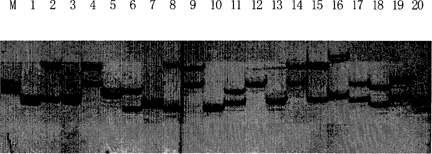 Blue crab ptssr17 microsatellite DNA marker testing technique