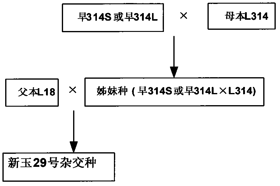 High-yield seed production method of early-ripening maizes