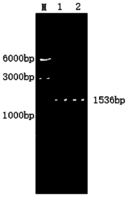 Bacterial laccase and gene, preparation method and application thereof