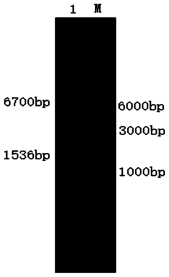 Bacterial laccase and gene, preparation method and application thereof