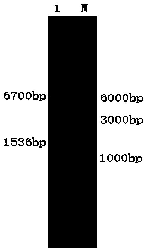 Bacterial laccase and gene, preparation method and application thereof