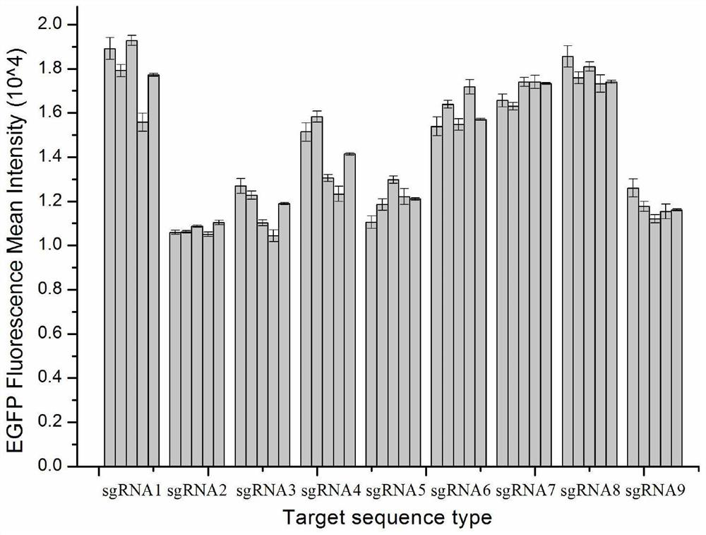 Site for stably expressing protein in CHO cell gene NW_003614092.1 and application of site