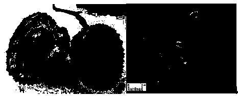 Biomass powdered activated carbon prepared from lychee seeds and preparation method thereof