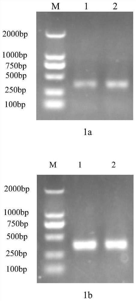 A kind of anti-African swine fever virus scfv antibody vh-vlλ11 and preparation method thereof