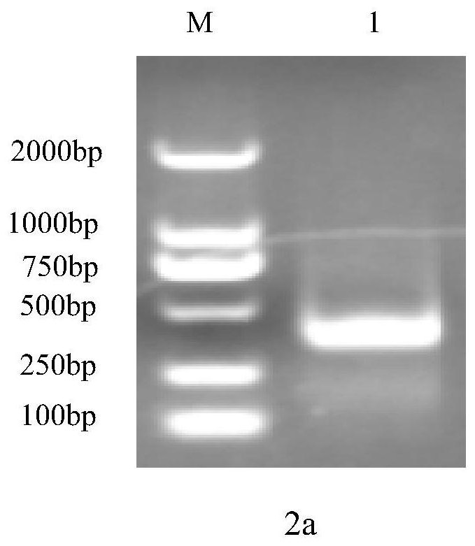 A kind of anti-African swine fever virus scfv antibody vh-vlλ11 and preparation method thereof