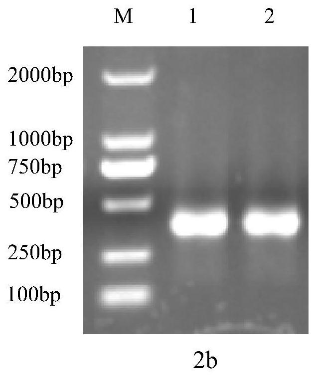 A kind of anti-African swine fever virus scfv antibody vh-vlλ11 and preparation method thereof