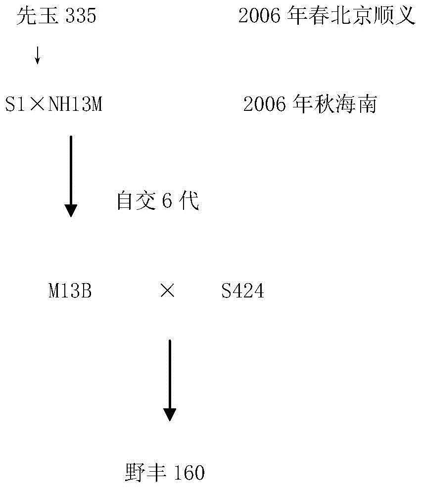 Seed production method of corn hybrid Yefeng 160