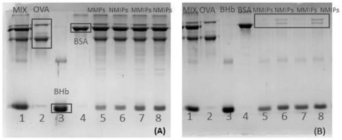 A molecularly imprinted magnetic nanoparticle that specifically adsorbs bovine hemoglobin