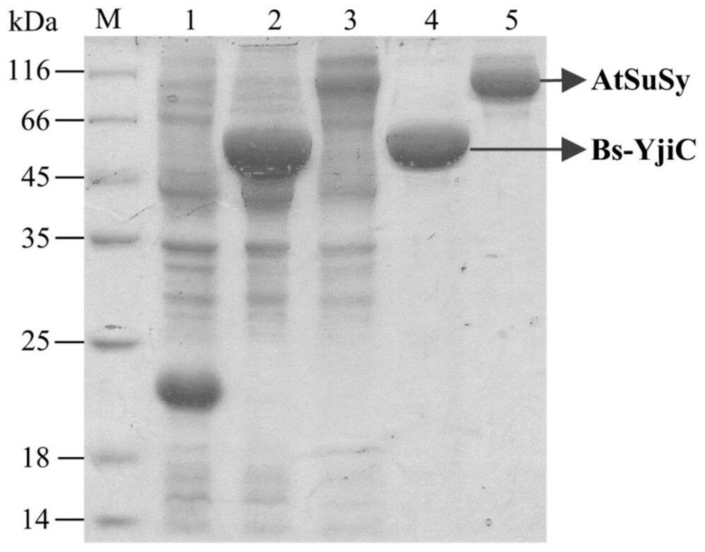 A kind of unnatural ginsenoside rd12 and its preparation method and application