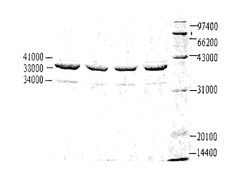 Preparation of nose-spraying flu immunization pentavalent or multivalent inactivated vaccine and application thereof