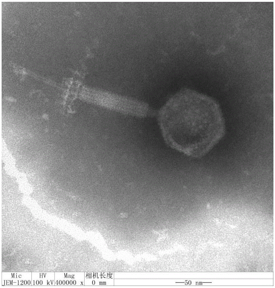 Methicillin-resistant staphylococcus epidermidis staphylococcus aureus bacteriophage and antimicrobial application thereof