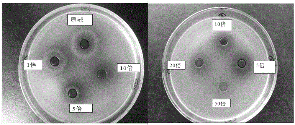 Traditional Chinese medicine composition for treating piglet diarrhea and chicken colibacillosis and preparation method thereof