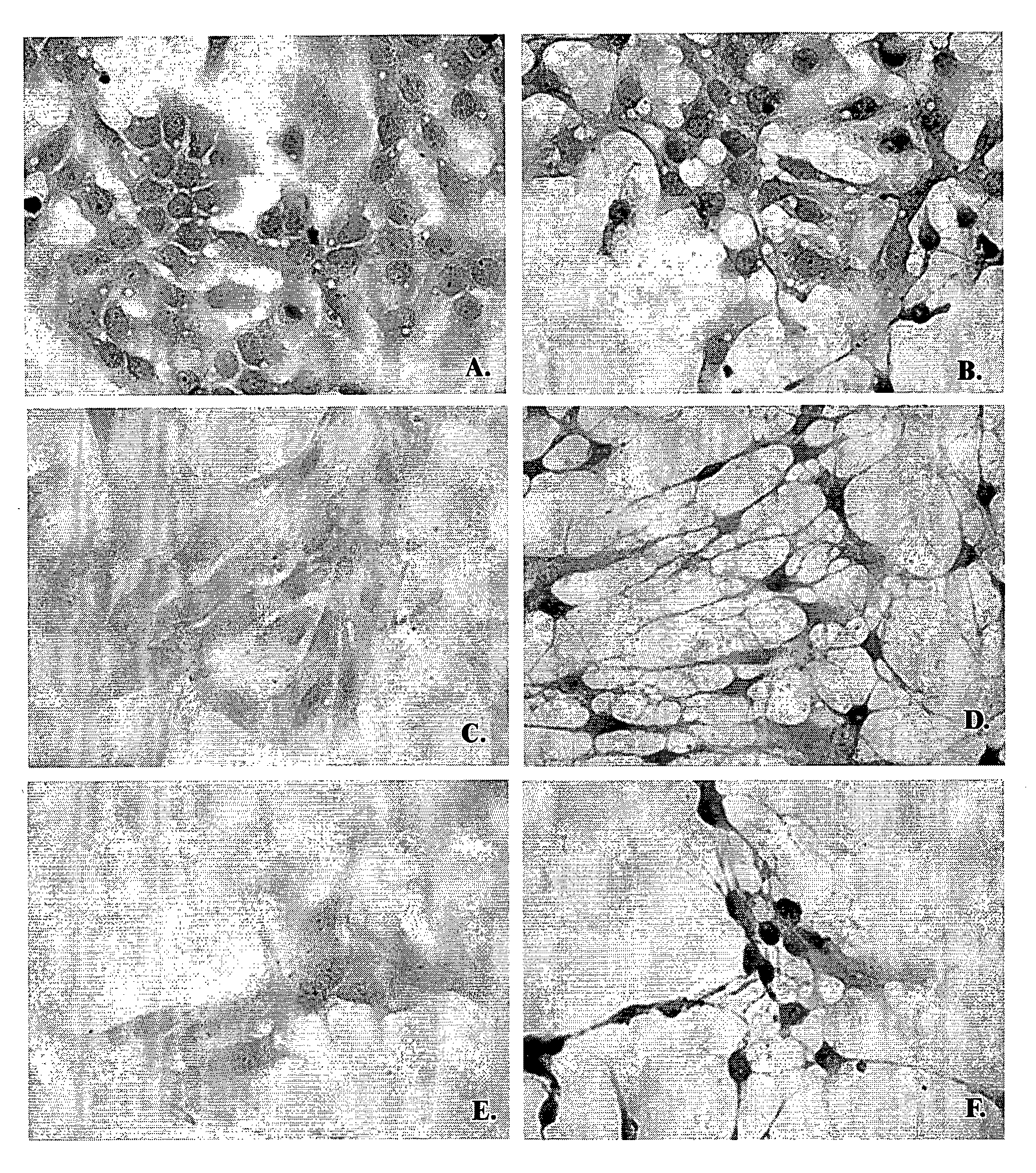 Modified Cells Expressing a Protein That Modulates Activity of Bhlh Proteins, and Uses Thereof