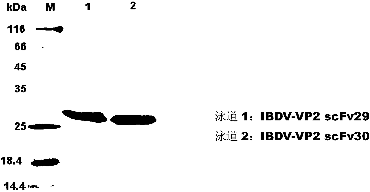 Two scFv antibodies and coding genes thereof, and application of scFv antibodies to preparations for treatment or prevention of infectious bursal disease of chicken