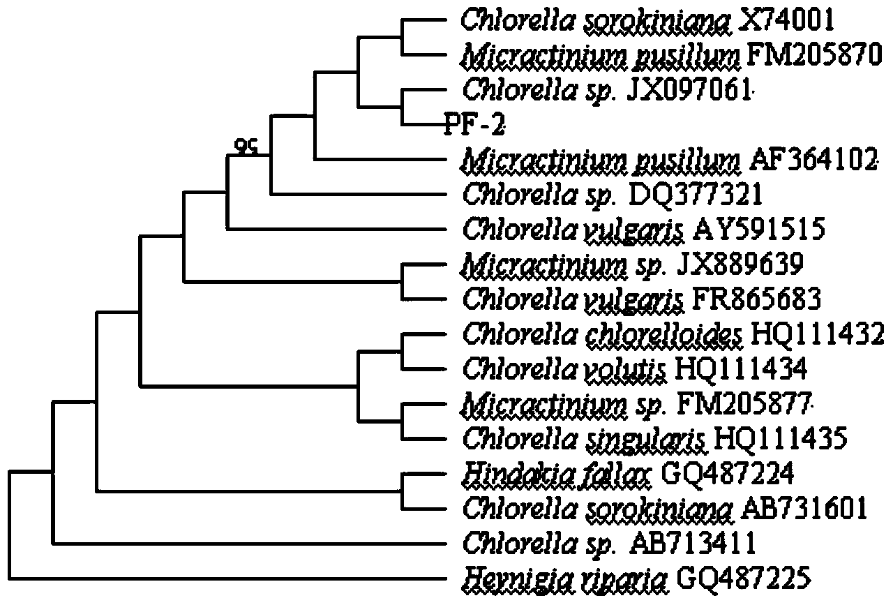 Chlorella strain for synchronously treating municipal sewage and implementing grease accumulation