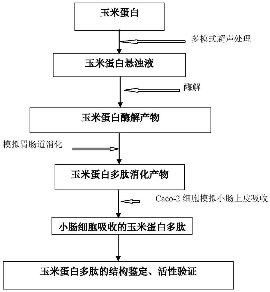 Zein ace Inhibiting Peptide and Its Application as Health Food