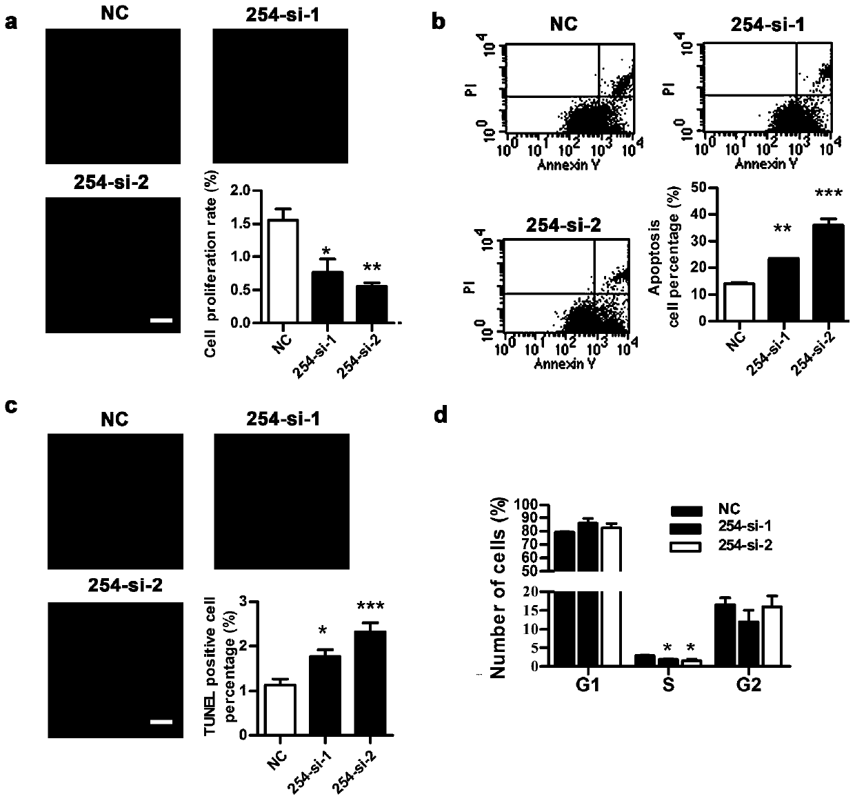 Long-chain non-coding RNA and application thereof