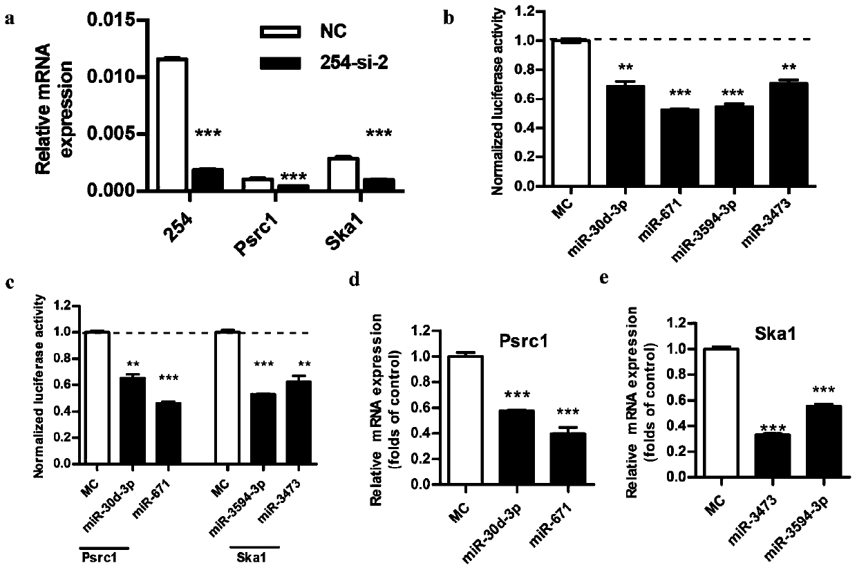 Long-chain non-coding RNA and application thereof