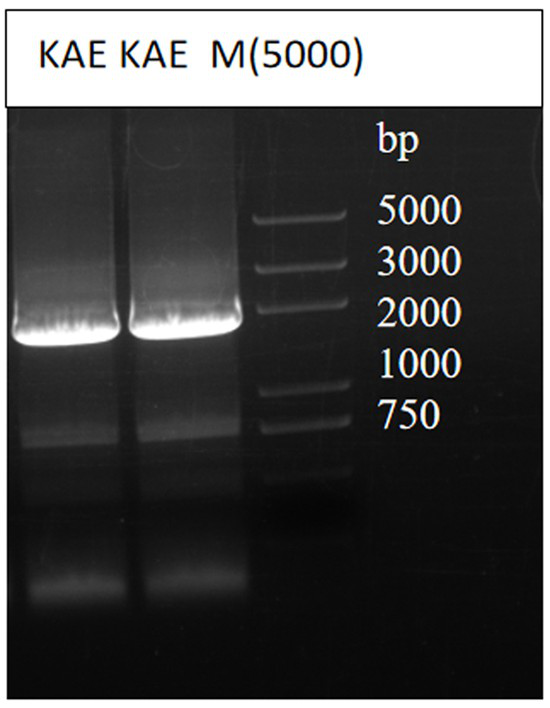 Method for preparing glycyrrhetinic acid through biological catalysis of novel glucuronidase