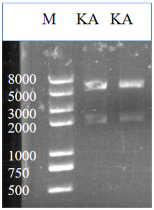 Method for preparing glycyrrhetinic acid through biological catalysis of novel glucuronidase