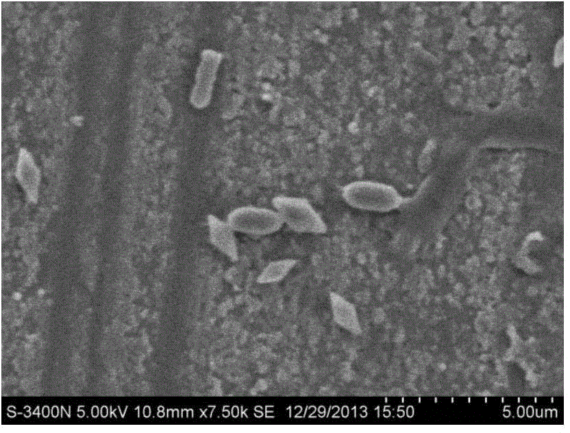 Bacillus thuringiensis FH21, insecticide gene, expression protein and application thereof