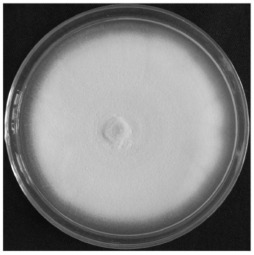 A strain of Geotrichum candidum cm1 degrading cephalosporin antibiotics and its application