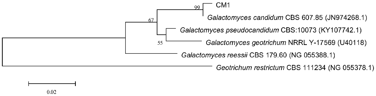 A strain of Geotrichum candidum cm1 degrading cephalosporin antibiotics and its application