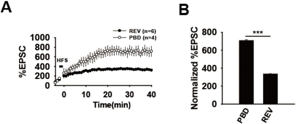 Neuropeptide and synthesis method and application thereof