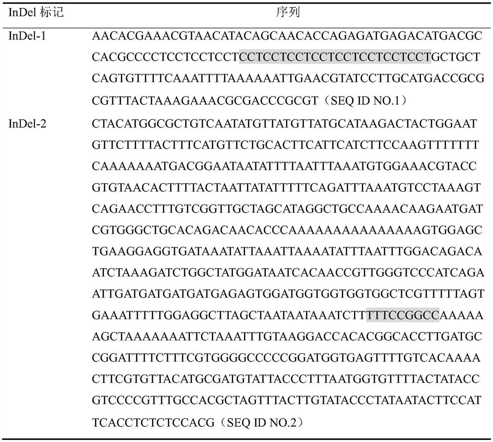 Group of InDel markers for identifying green peach aphid resistance/susceptibility traits of mountain peach hybrid population and application thereof