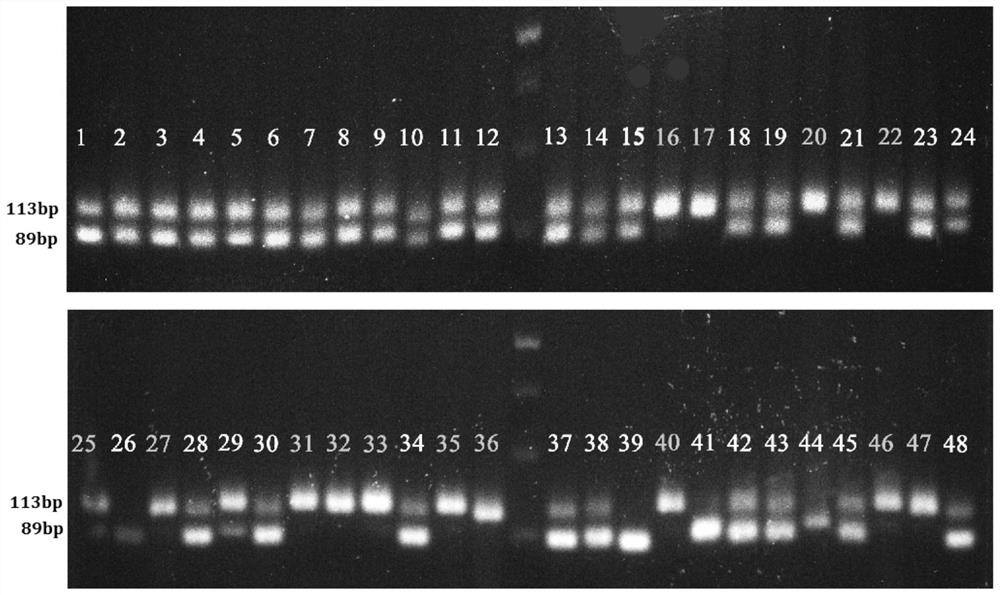 Group of InDel markers for identifying green peach aphid resistance/susceptibility traits of mountain peach hybrid population and application thereof