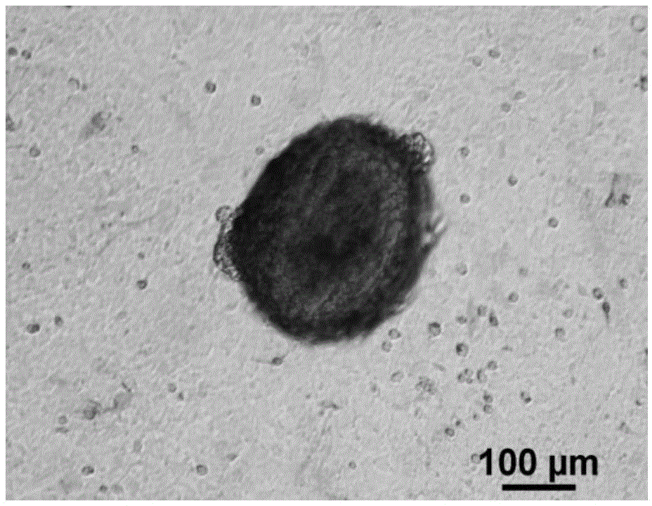 Technical method of efficiently culturing down producing goat hair follicle stem cell in vitro