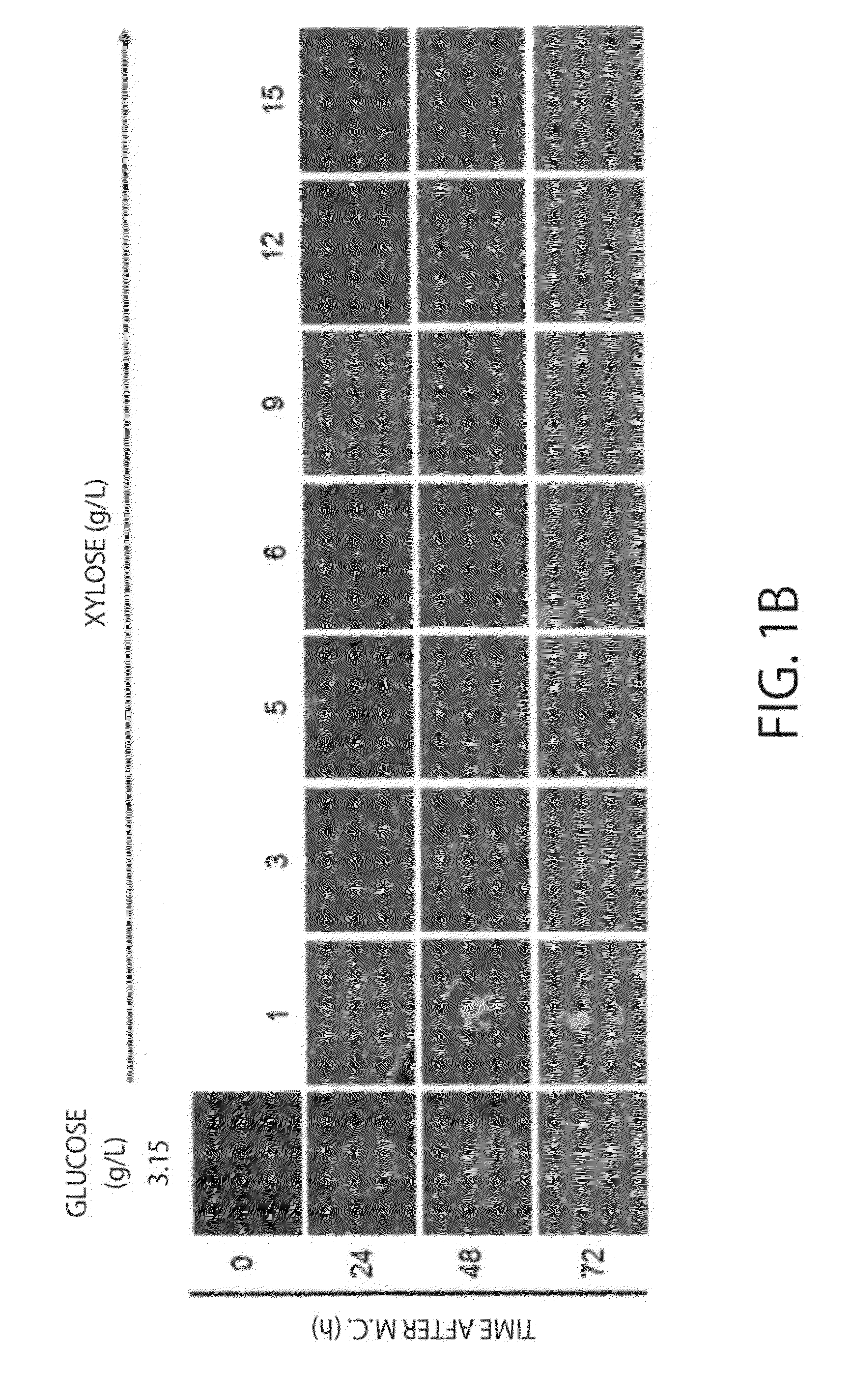 Maintenance medium for primate pluripotent stem cells