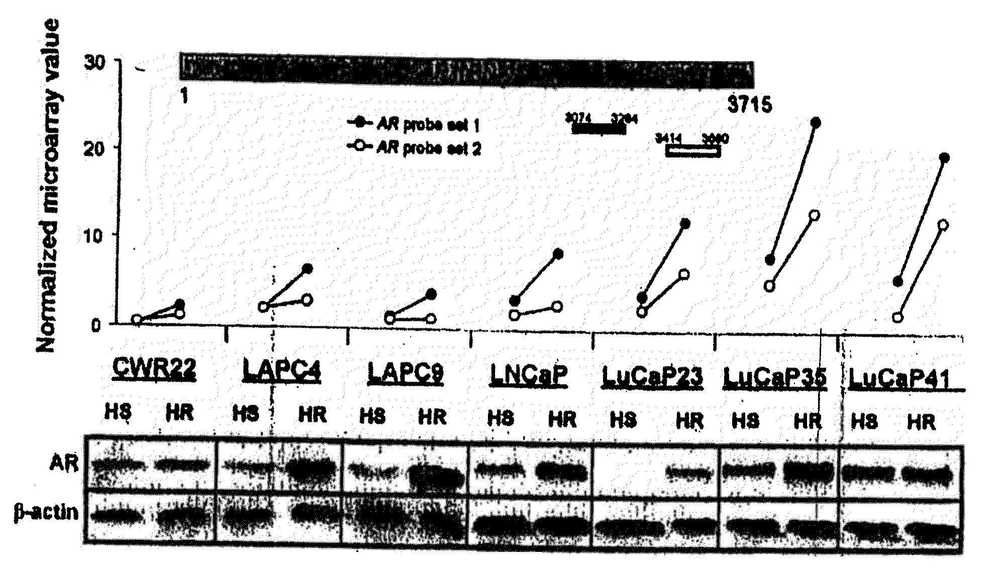 Methods and materials for assessing prostate cancer therapies and compounds