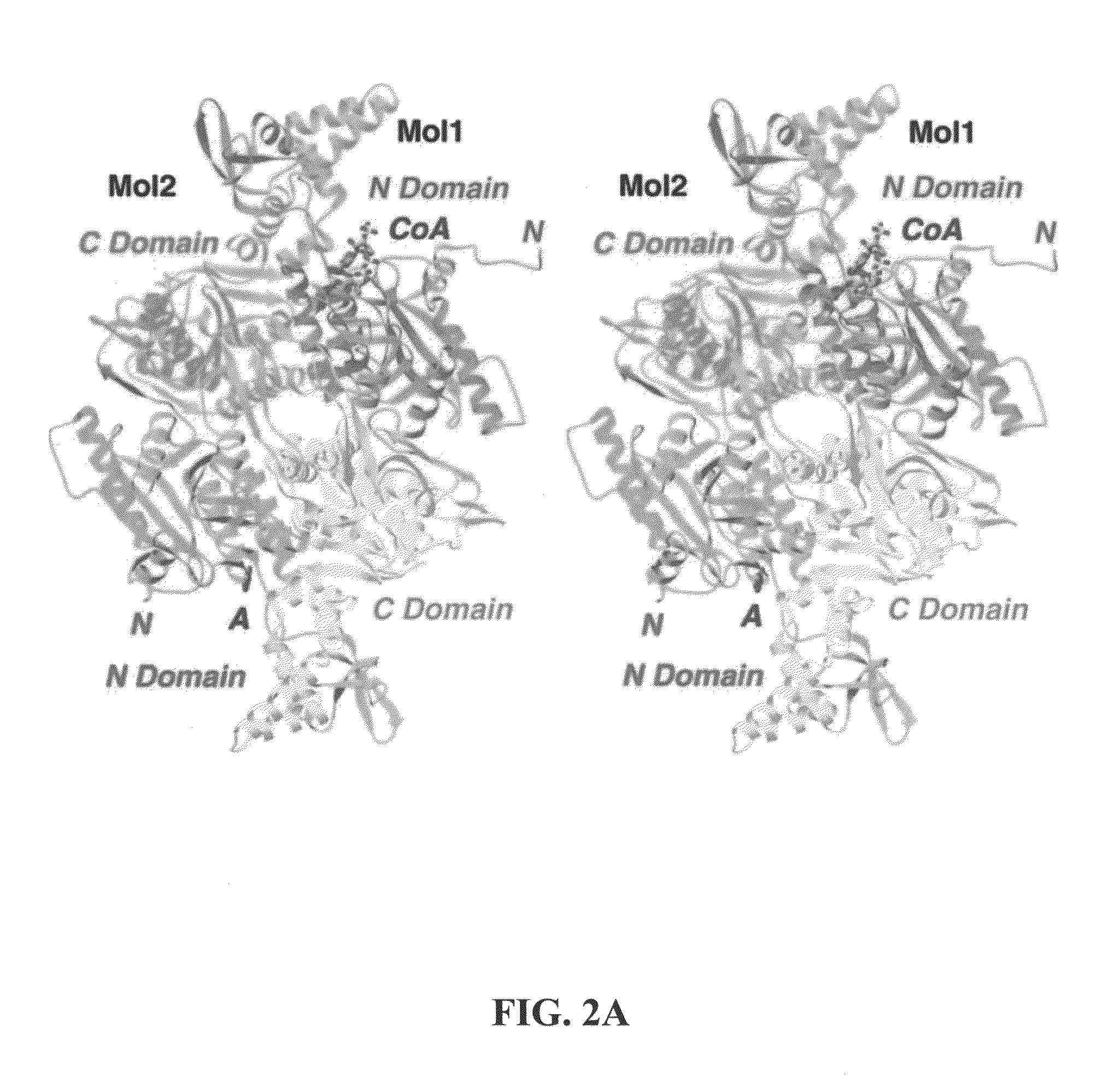 Carboxyltransferase domain of acetyl-CoA carboxylase