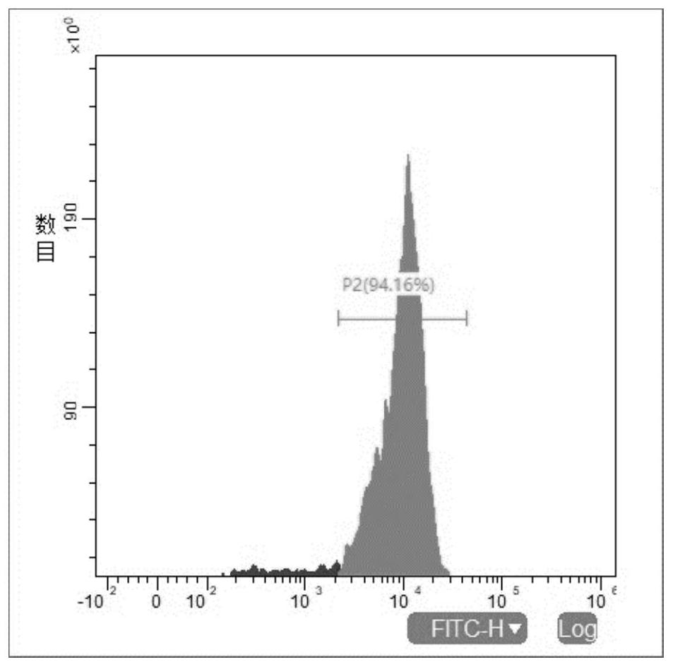 Preparation method and application of NK (Natural Killer) cell for over-expressing CD16a