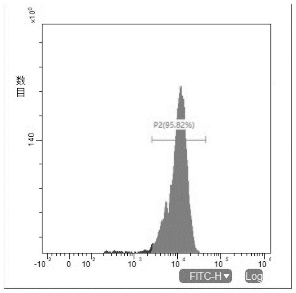 Preparation method and application of NK (Natural Killer) cell for over-expressing CD16a