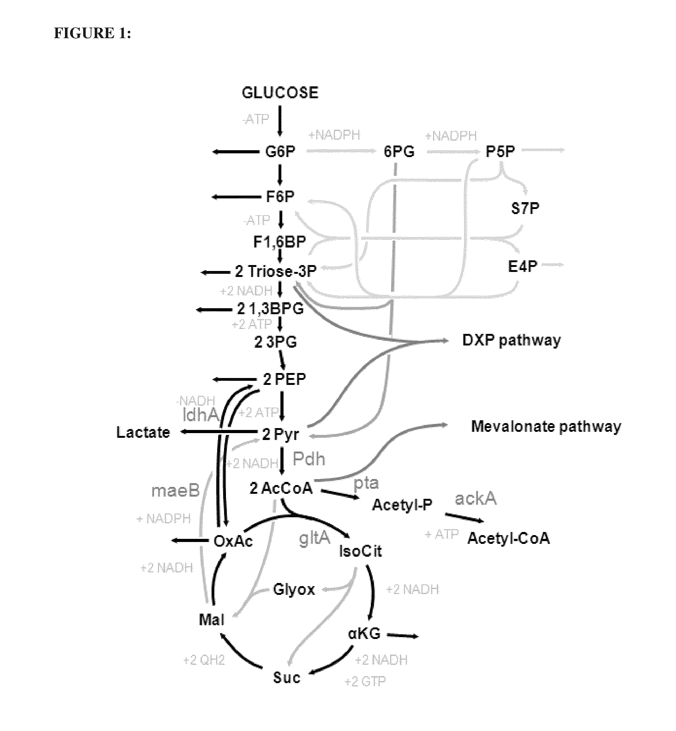 Utilization of phosphoketolase in the production of mevalonate, isoprenoid precursors, and isoprene