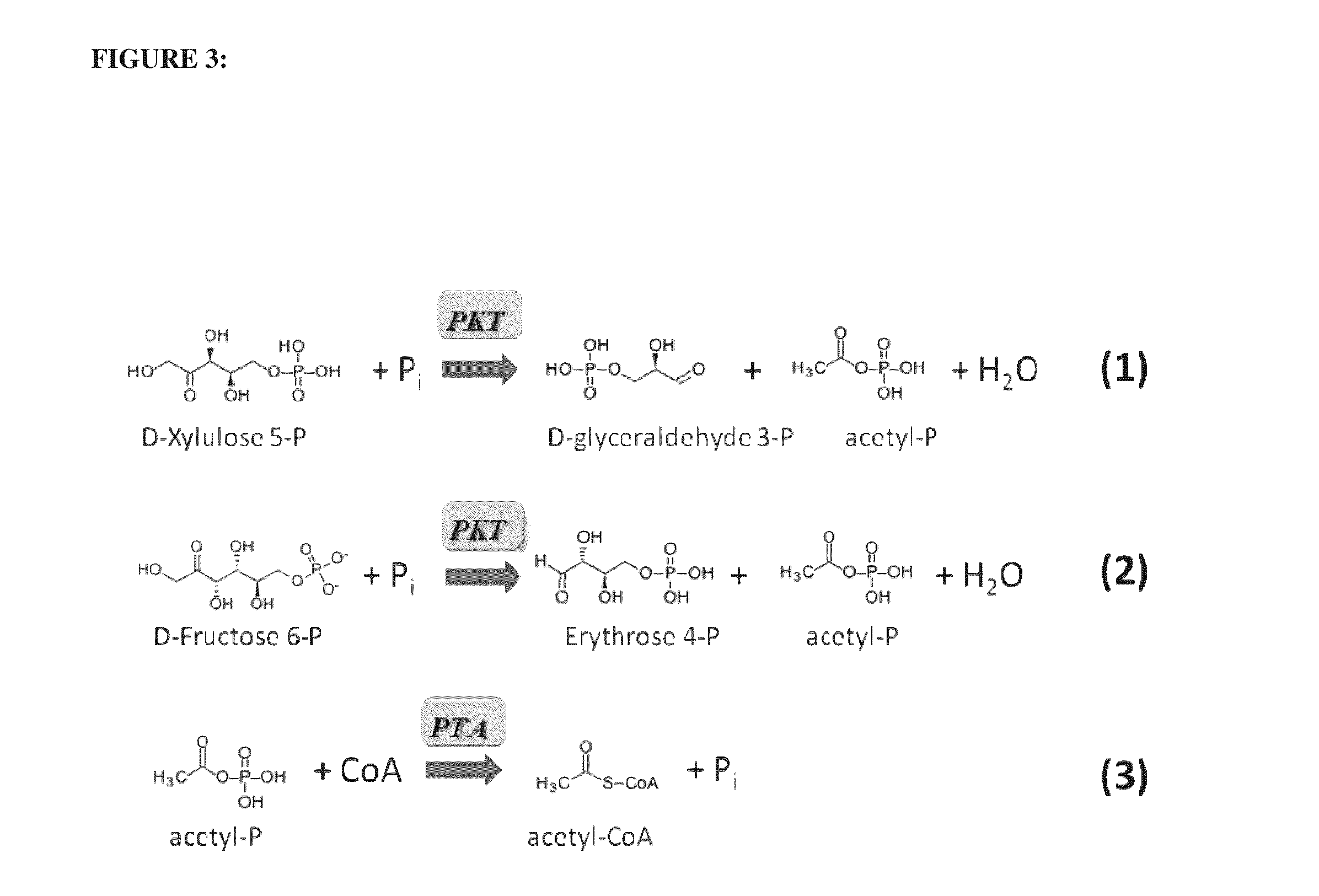 Utilization of phosphoketolase in the production of mevalonate, isoprenoid precursors, and isoprene