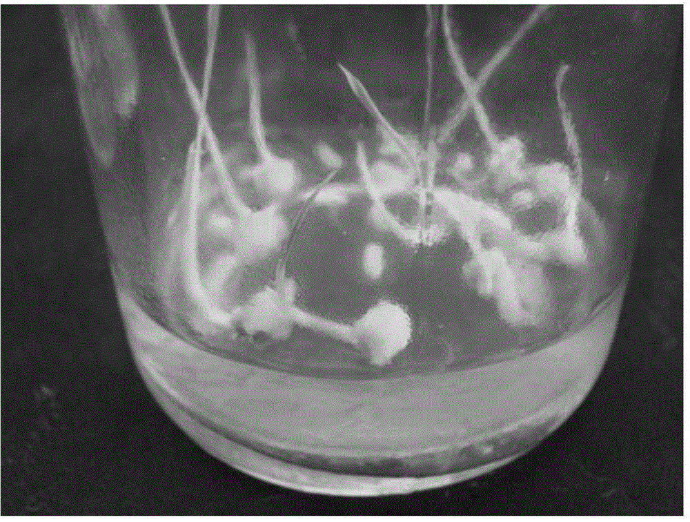 Method for high efficiency regeneration and genetic transformation of indica rice