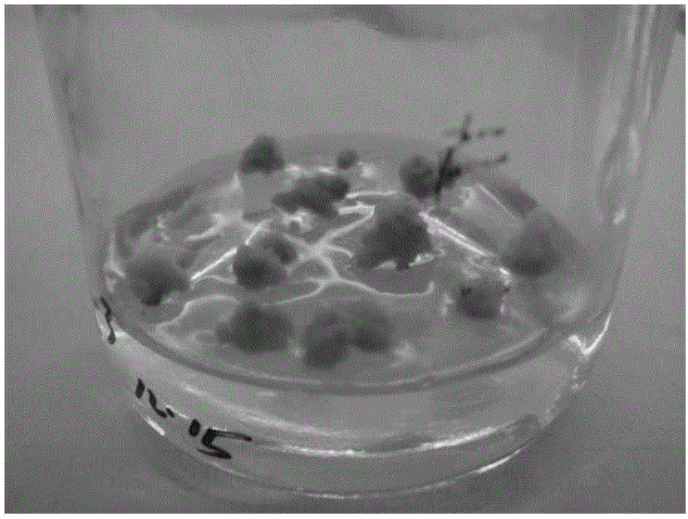 Method for high efficiency regeneration and genetic transformation of indica rice