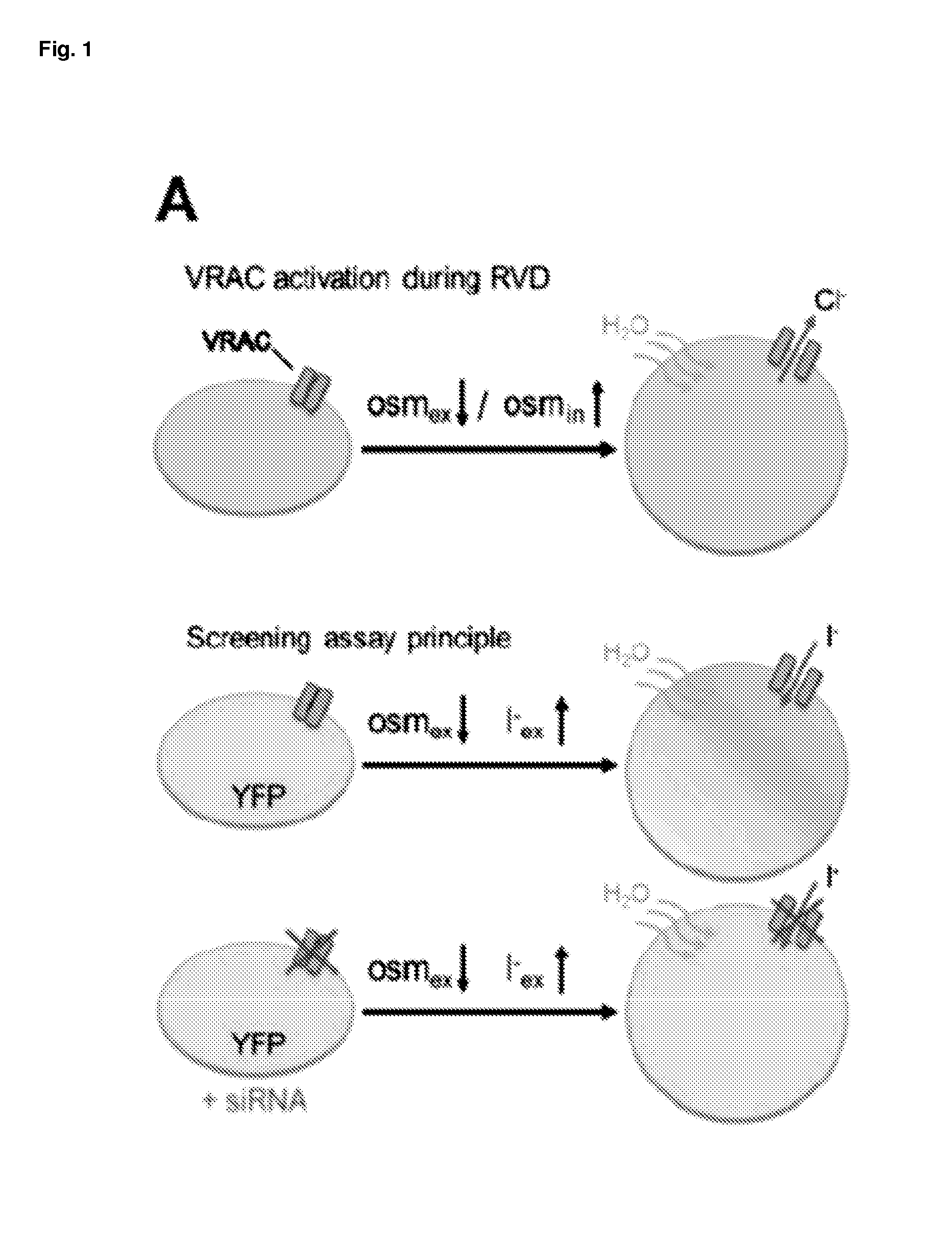 Lrrc8 proteins and protein complexes and methods for identification of channel modulators