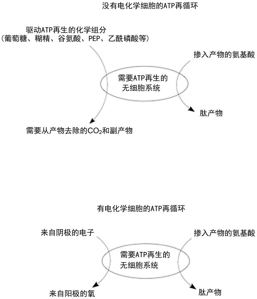 Cell-free composition for ATP regeneration and use thereof