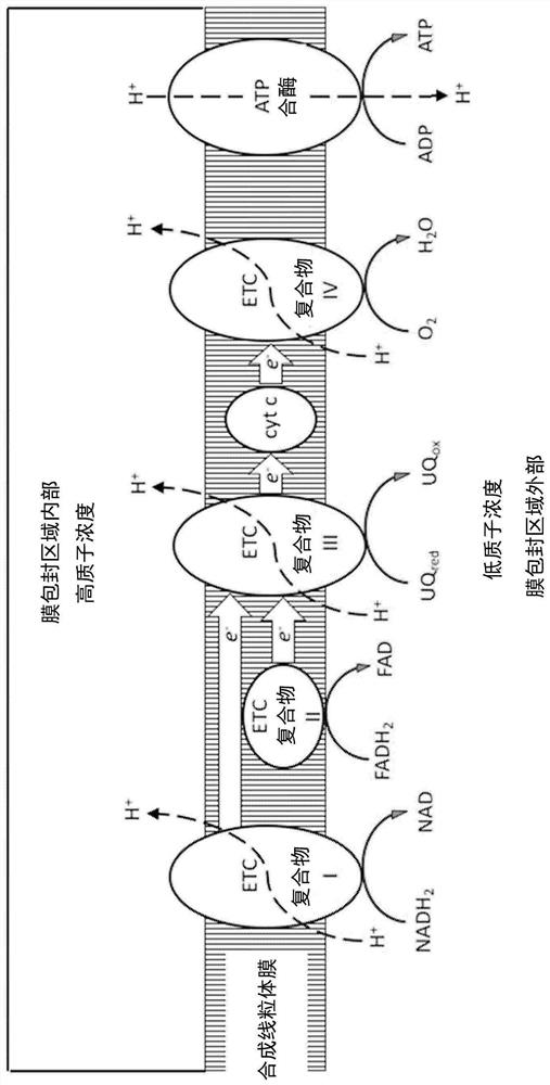 Cell-free composition for ATP regeneration and use thereof